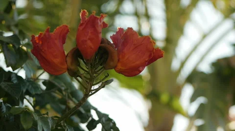 Flamboyant tree flowers Stock Footage 45482403