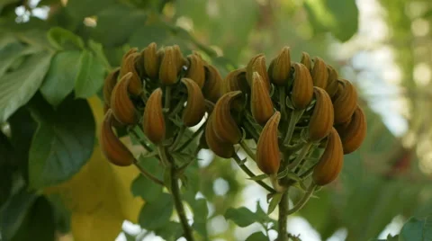 Flamboyant tree flowers Stock Footage 45482996