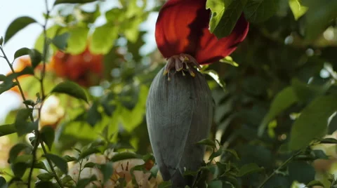 Flamboyant tree flowers Stock Footage 45483381