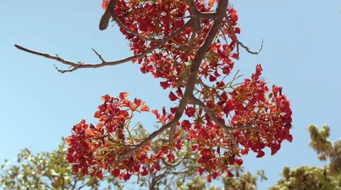 Flamboyant tree flowers Stock Footage 45483881