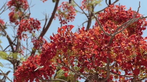 Flamboyant tree flowers Stock Footage 45484749