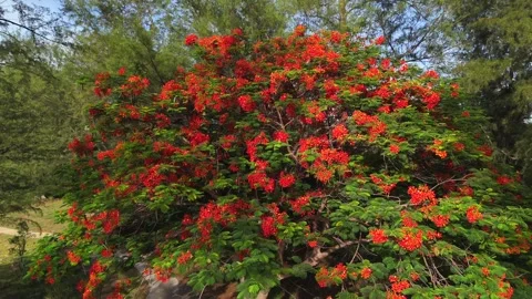 Flamboyant tree in full bloom with dense red flowers in tropical summer season Vidéo 320286961