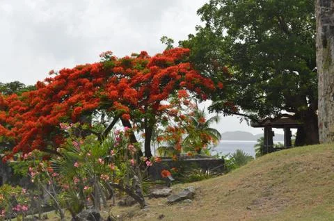 Flamboyant Tree Fotos de archivo