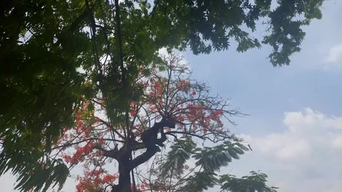 Flamboyant Tree Plant Stock Footage 288092473