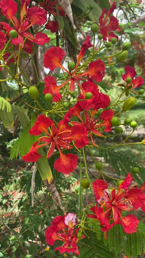 Flamboyant Tree Red Blossoms Close-Up, Barbados Caribbean Stock Footage 337184005