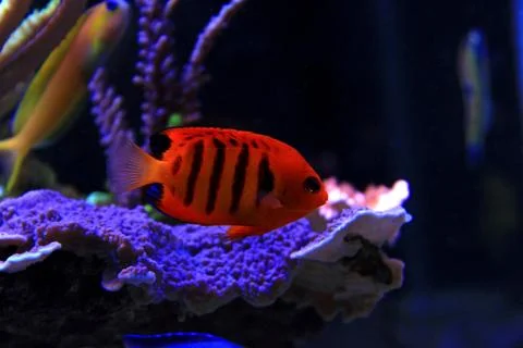 Flame Angelfish (Centropyge loricula) Фото