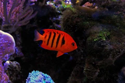 Flame Angelfish (Centropyge loricula) Stock Photos