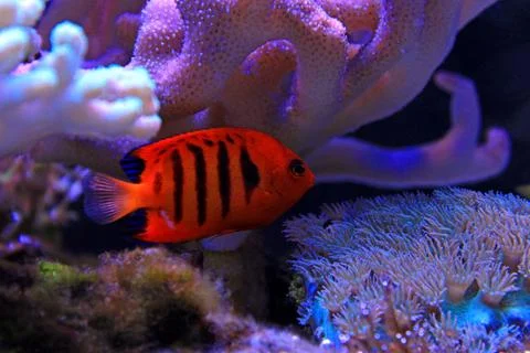 Flame Angelfish (Centropyge loricula) Stockfoto's