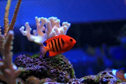 Flame Angelfish (Centropyge loricula) Photos