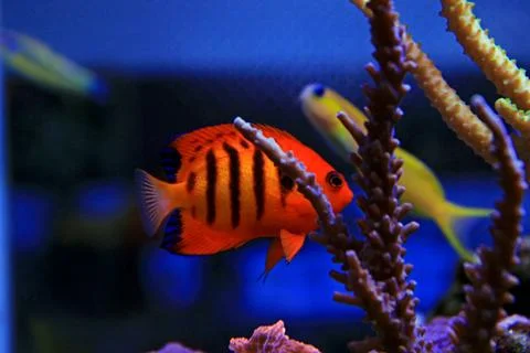 Flame Angelfish (Centropyge loricula) Photos