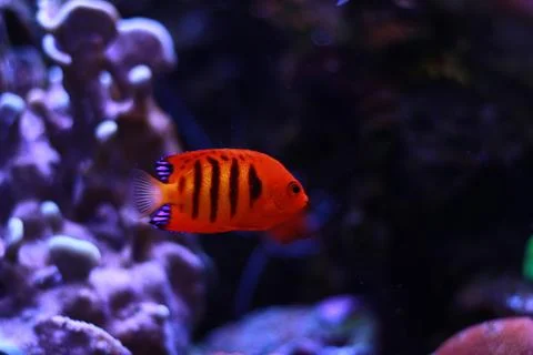 Flame Angelfish (Centropyge loricula) Stock Photos