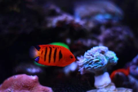 Flame Angelfish (Centropyge loricula) Fotos de archivo