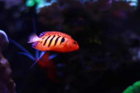 Flame Angelfish (Centropyge loricula) 库存照片