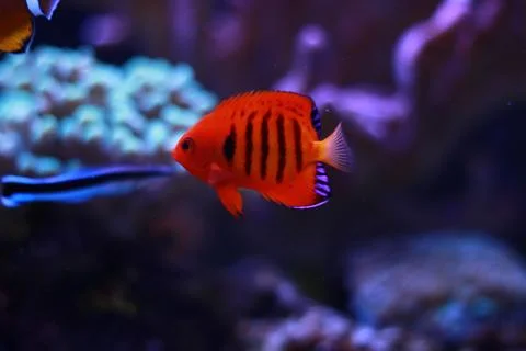 Flame Angelfish (Centropyge loricula) Stock Photos