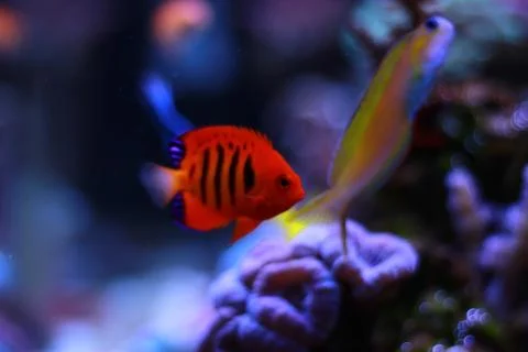 Flame Angelfish (Centropyge loricula) Stock Photos