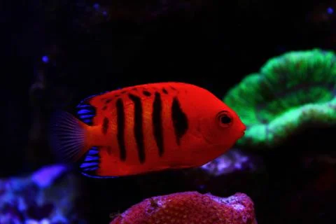 Flame Angelfish (Centropyge loricula) Stock Photos