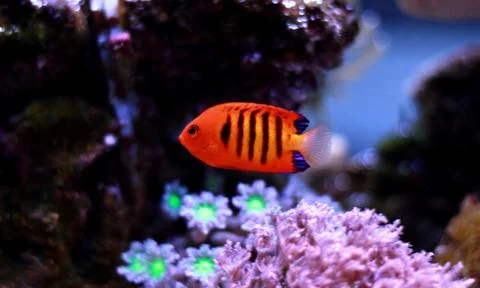 Flame Angelfish (Centropyge loricula) Foto stock