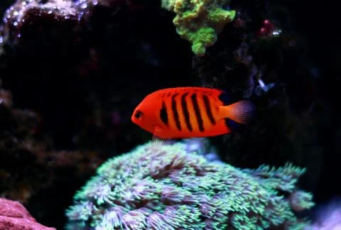 Flame Angelfish (Centropyge loricula) Foto stock