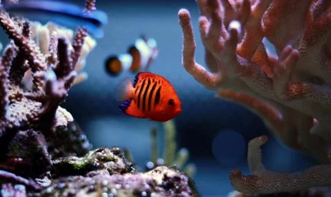 Flame Angelfish (Centropyge loricula) Foto stock