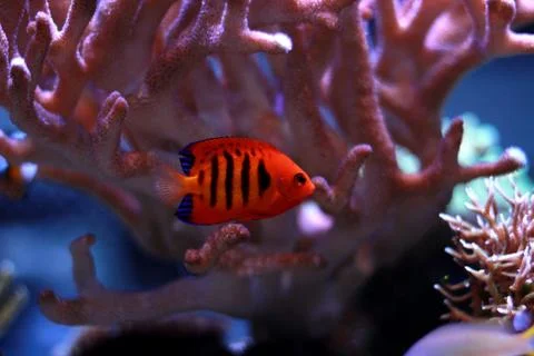 Flame Angelfish (Centropyge loricula) Foto stock