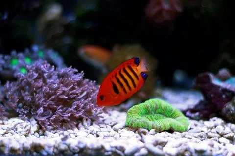 Flame Angelfish (Centropyge loricula) Stock Photos