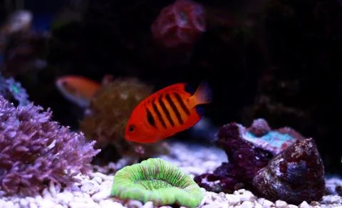 Flame Angelfish (Centropyge loricula) Photos
