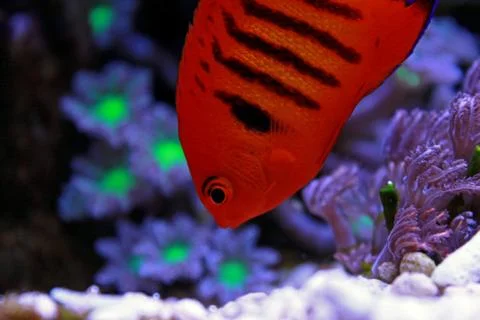 Flame Angelfish (Centropyge loricula) Fotos de archivo