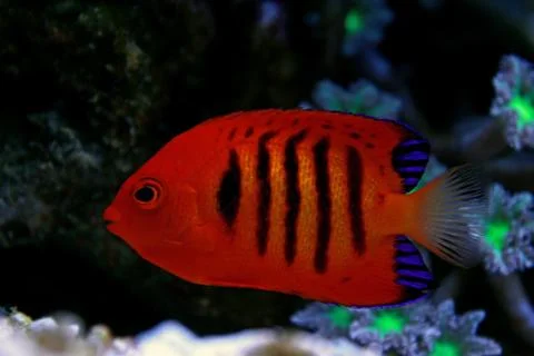 Flame Angelfish (Centropyge loricula) Stock Photos
