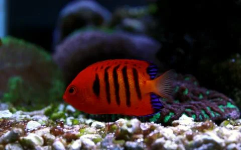 Flame Angelfish (Centropyge loricula) Foto stock