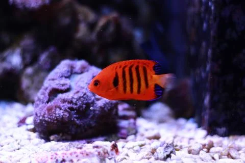 Flame Angelfish (Centropyge loricula) Stock Photos