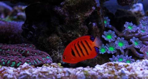 Flame Angelfish (Centropyge loricula) 库存照片