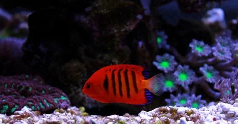 Flame Angelfish (Centropyge loricula) Stock Photos