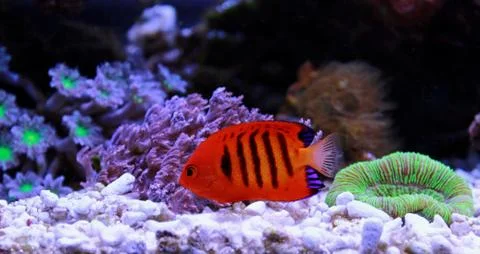 Flame Angelfish (Centropyge loricula) Stock Photos