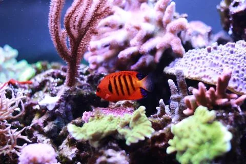 Flame Angelfish (Centropyge loricula) Photos