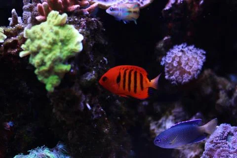 Flame Angelfish (Centropyge loricula) Photos