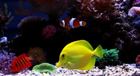 Flame Angelfish (Centropyge loricula) Foto stock