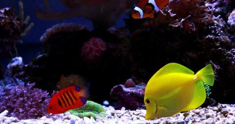 Flame Angelfish (Centropyge loricula) 库存照片