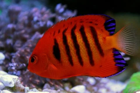 Flame Angelfish (Centropyge loricula) Photos