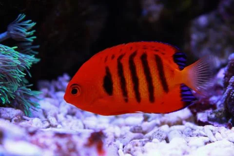 Flame Angelfish (Centropyge loricula) Fotos Stock