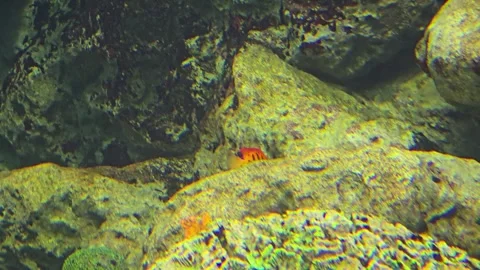 Flame angelfish, Centropyge loriculus, swimming undersea. Stock Footage 309865833