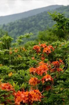 Flame Azalea Vertical Fotos de archivo