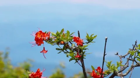 Flame Azaleas on the top of a mountain in North Carolina. Vídeo Stock 76810190