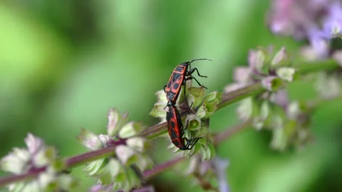 Flame bedbug mating on green branch 動画素材 212411106