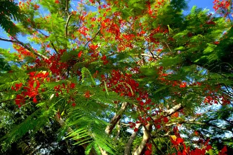 Flame Blossoms Against the Sky 스톡 사진