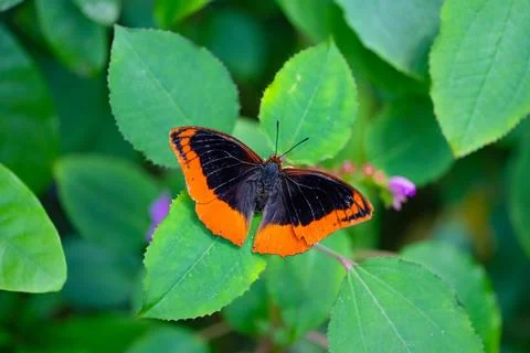 Flame-bordered Emperor is resting on the leaves. Charaxes protoclea Stock Photos