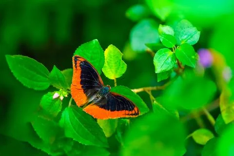 Flame-bordered Emperor is resting on the leaves. Charaxes protoclea Stock Photos