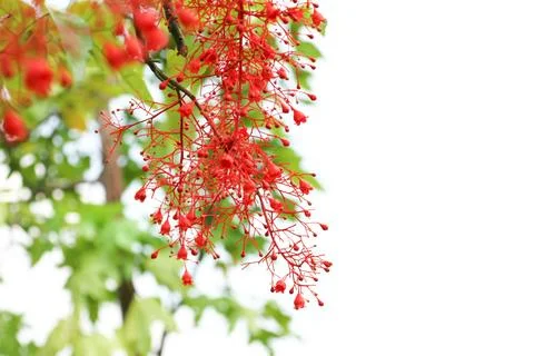 Flame bottle tree red flowers standing out against a lush green leaf Stock Photos