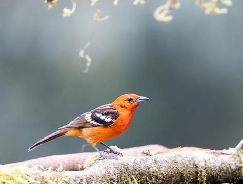 Flame colored tanager perched on a tree Stock Photos