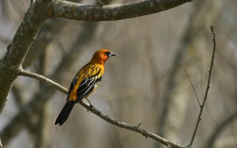 Flame colored tanager Stock Photos