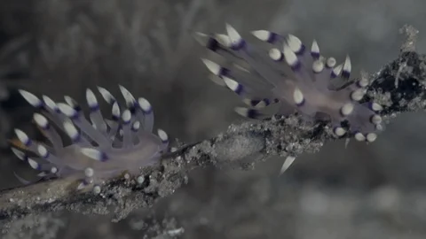 Flame Coryphellina (Coryphellina exoptata) in coral of Raja Ampat Indonesia. Video stock 108197337